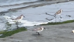 Calidris mauri