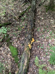 Phyllotopsis nidulans