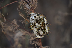 Polistes mongolicus
