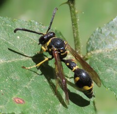 Eumenes