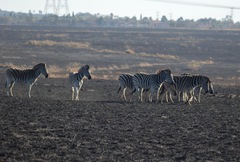 Equus quagga