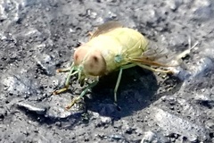 Chlorotabanus crepuscularis