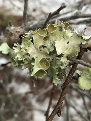 Parmotrema perforatum