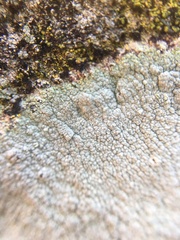 Lecanoraceae