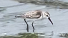 Calidris mauri