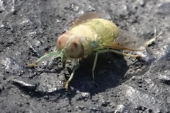 Chlorotabanus crepuscularis