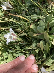 Gentiana newberryi
