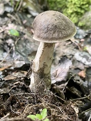 Leccinum