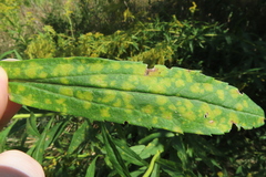 Coleosporium solidaginis