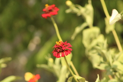 Ascia monuste monuste