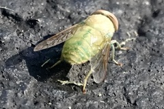 Chlorotabanus crepuscularis