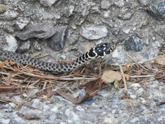 Hierophis viridiflavus
