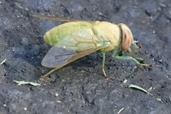 Chlorotabanus crepuscularis