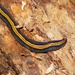 Two-tone Planarian - Photo (c) Reiner Richter, some rights reserved (CC BY-NC-SA), uploaded by Reiner Richter