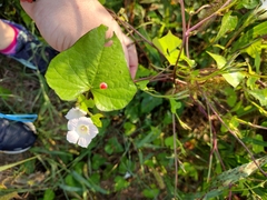 Ipomoea triloba