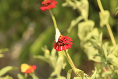 Ascia monuste monuste