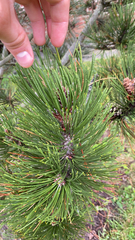 Pinus mugo