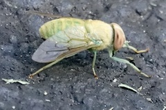 Chlorotabanus crepuscularis