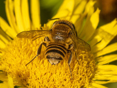 Eutricharaea