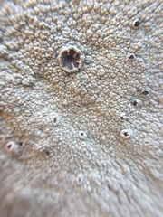 Lecanoraceae