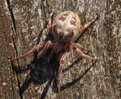 Larinioides cornutus