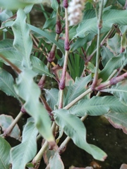 Persicaria lapathifolia