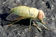 Chlorotabanus crepuscularis