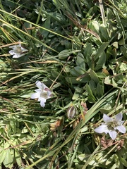Gentiana newberryi