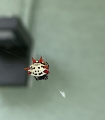 Gasteracantha cancriformis