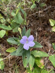 Ruellia humilis