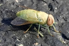 Chlorotabanus crepuscularis