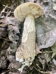 Leccinum