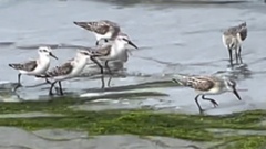Calidris mauri