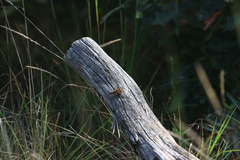 Melanoplus fasciatus