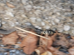 Hierophis viridiflavus