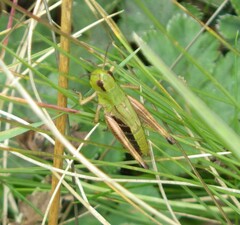 Pseudochorthippus parallelus