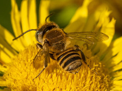 Eutricharaea
