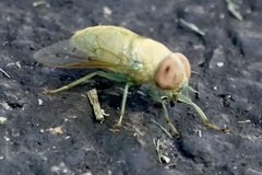 Chlorotabanus crepuscularis