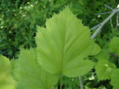 Crataegus coccinioides