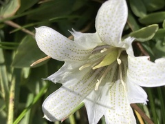 Gentiana newberryi
