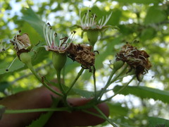 Crataegus coccinioides