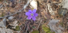 Hepatica nobilis