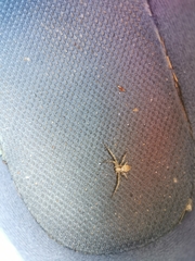 Philodromus aureolus