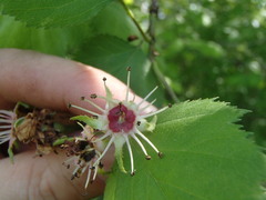 Crataegus coccinioides