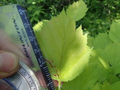 Crataegus coccinioides