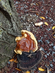 Ganoderma