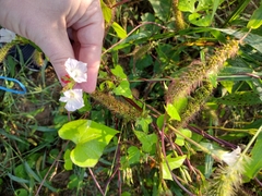 Ipomoea triloba