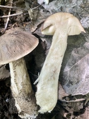 Leccinum