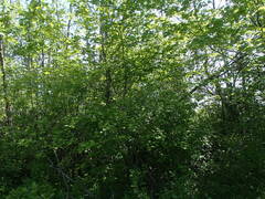 Crataegus coccinioides