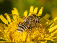 Eutricharaea